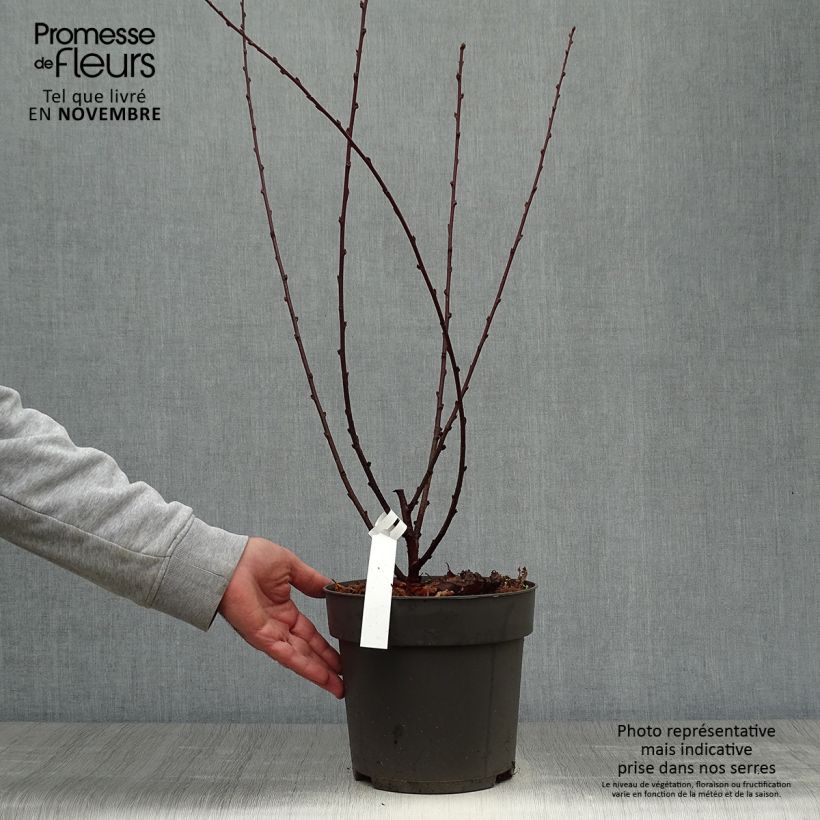 Ejemplar de Amandier à fleurs - Prunus triloba 40/50cm en pot de 4/5L entregado en otoño