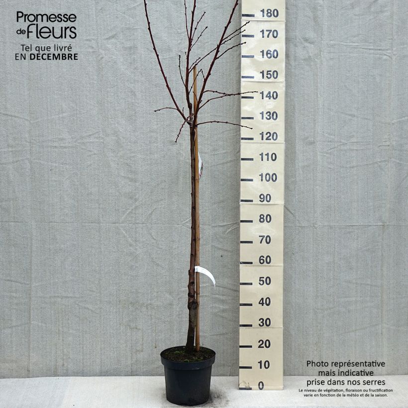 Amandier commun - Prunus dulcis Demi-tige en pot de 7,5l/10l Ejemplar entregado en invierno