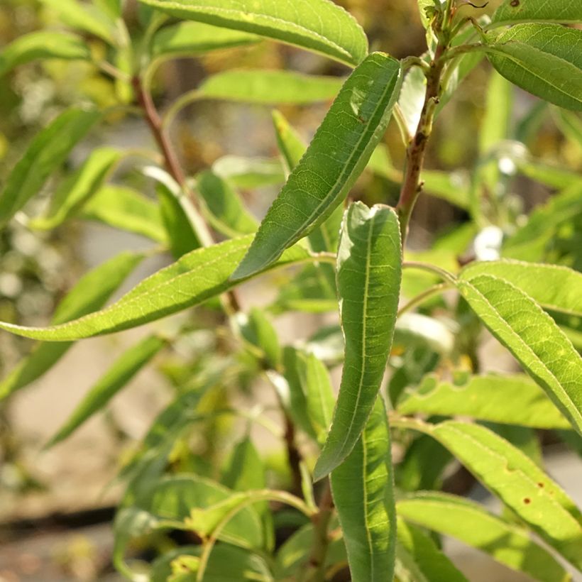 Almendro - Prunus dulcis (Follaje)