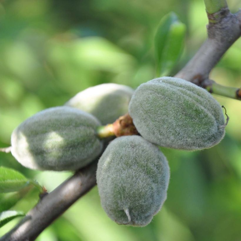 Almendro Supernova (Cosecha)