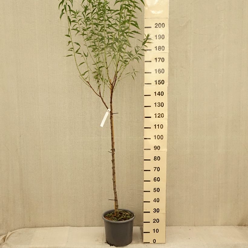 Ejemplar de Amandier Supernova autofertile - Prunus dulcis Pot de 15L entregado en verano