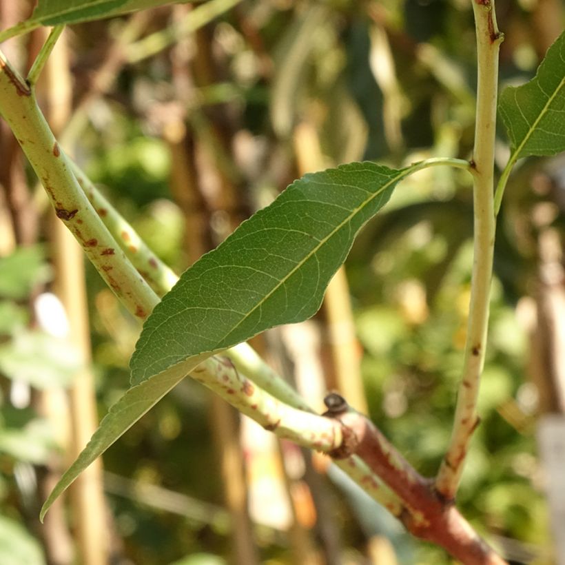 Almendro Supernova (Follaje)