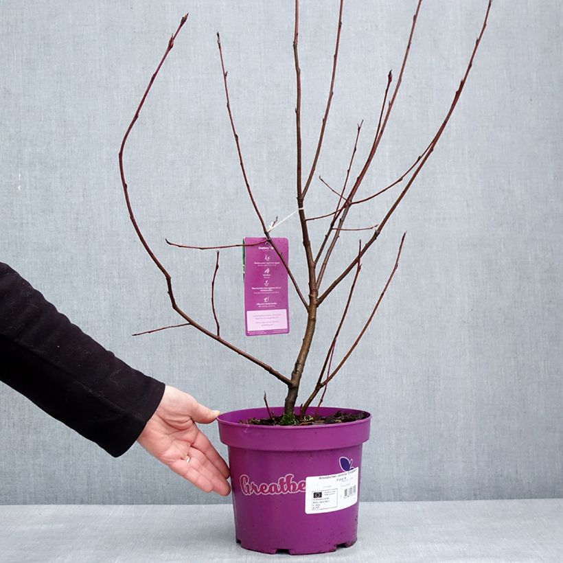 Amelanchier alnifolia GreatBerry Farm Kojuaagf - Pot de 4L/5L Ejemplar entregado en invierno