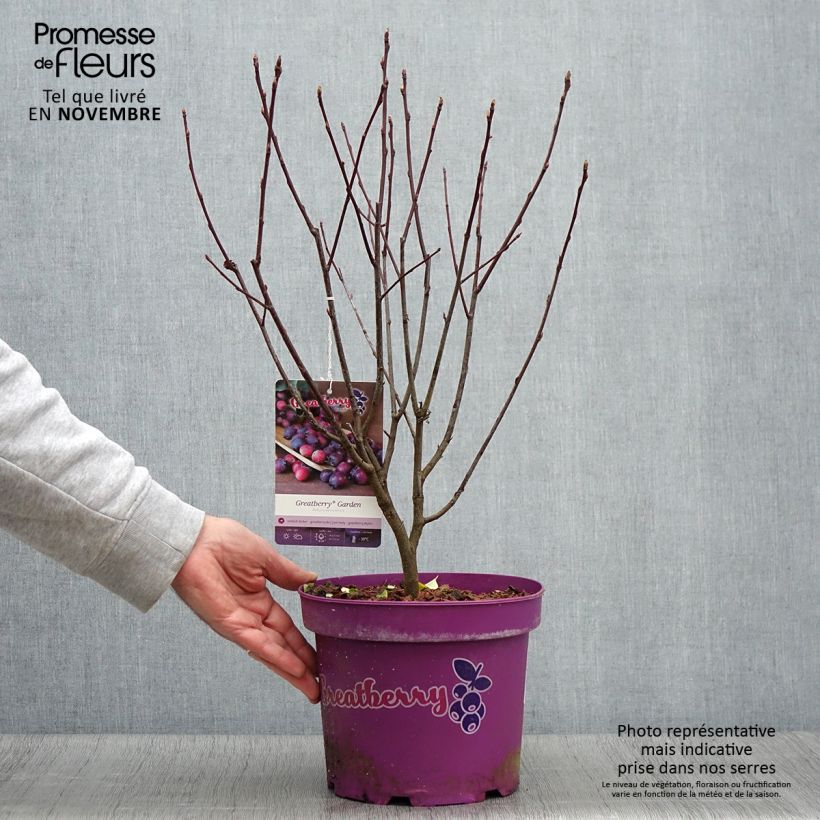 Ejemplar de Amelanchier alnifolia Greatberry Garden (Northline) Pot de 3L/4L entregado en otoño