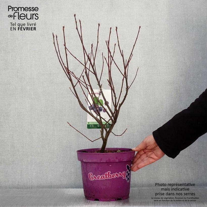 Amelanchier alnifolia Greatberry Garden (Northline) Pot de 3L/4L Ejemplar entregado en invierno