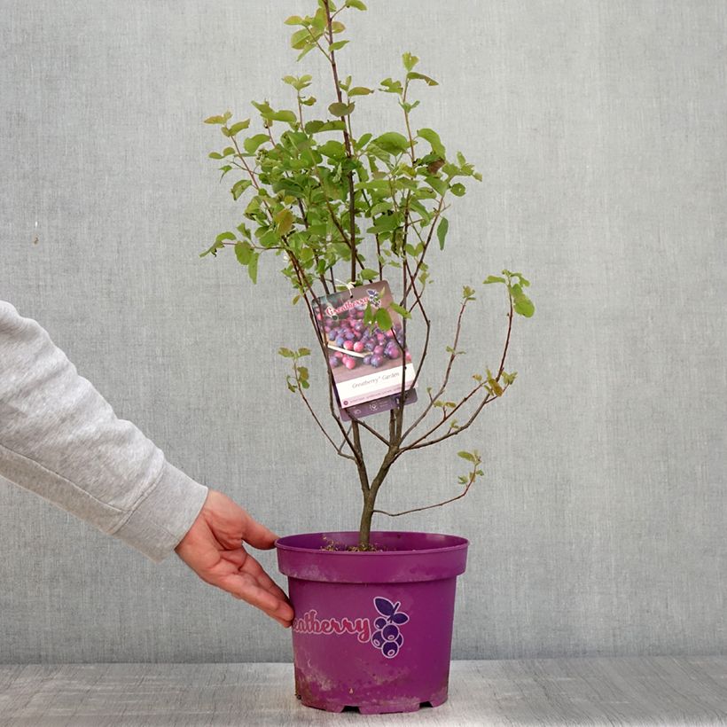 Guillomo de Saskatchewan Greatberry Garden - Amelanchier alnifolia Maceta 3L/4L, Formación arbustivaAltura de entrega aprox. 60/80cm Ejemplar entregado en la primavera