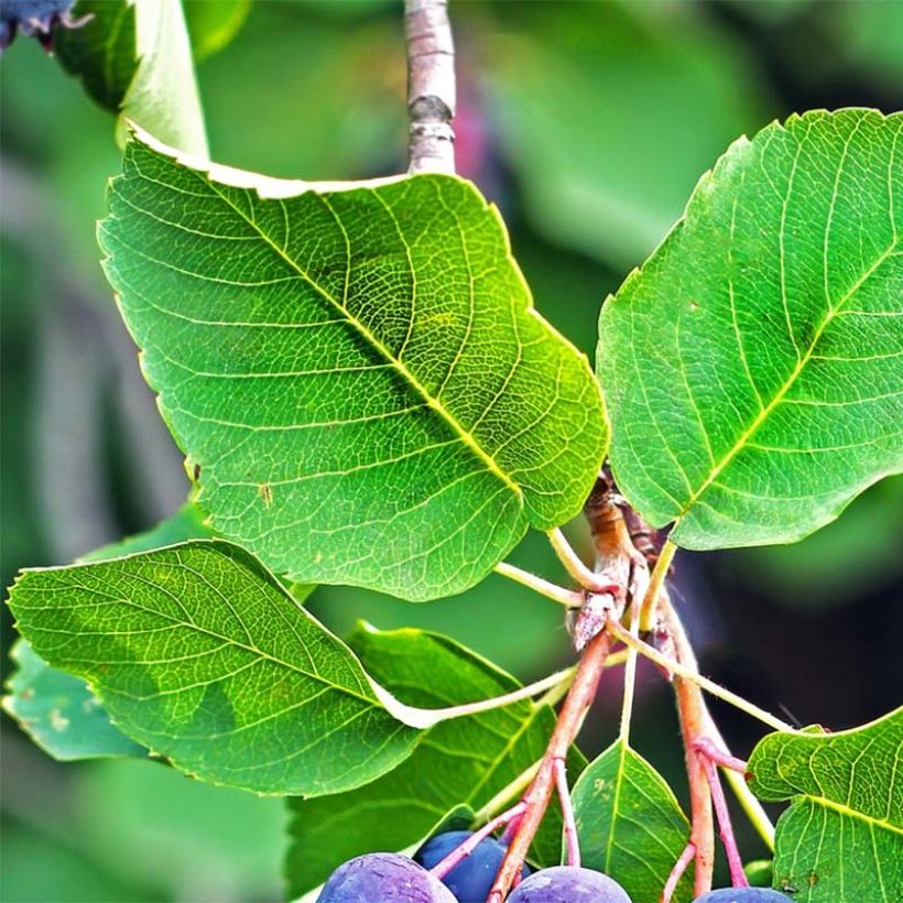 Guillomo de Saskatchewan Saskatoon Berry - Amelanchier alnifolia (Follaje)