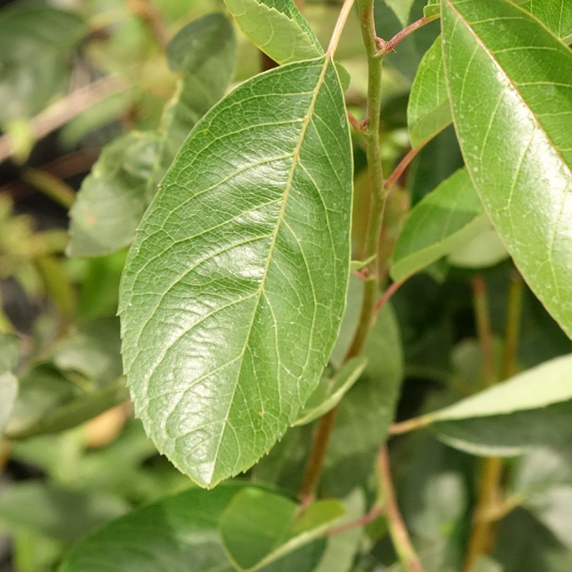 Amelanchier laevis Ballerina (Follaje)