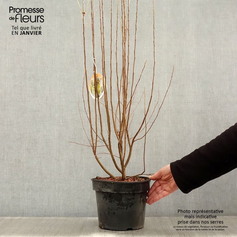 Amelanchier canadensis Rainbow Pillar  Pot de 5L Ejemplar entregado en invierno