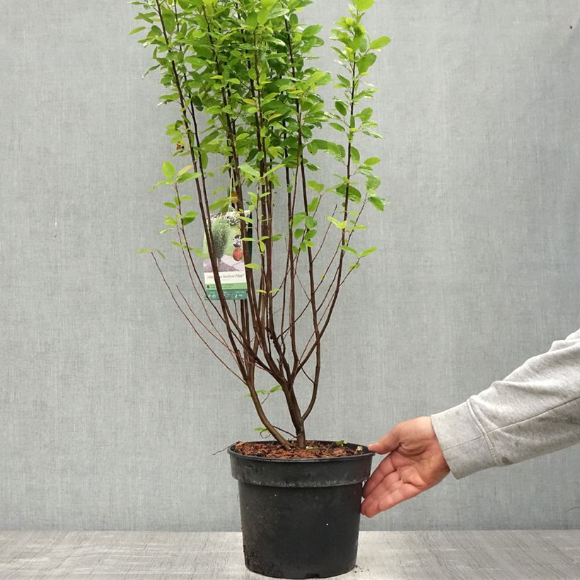 Amelanchier canadensis Rainbow Pillar - Guillomo del Canadá Maceta 4L/5LAltura de entrega aprox. 160/200cm Ejemplar entregado en la primavera