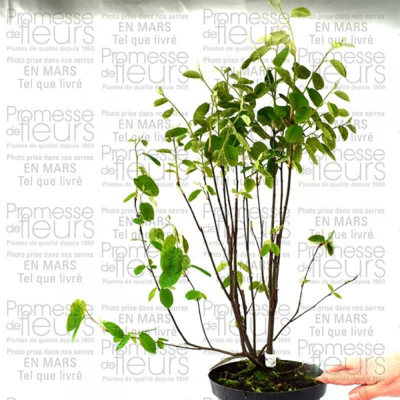 Ejemplo de ejemplar de Amelanchier spicata - Guillomo Maceta 3L/4LAltura de entrega aprox. 30/40cm tal y como se entrega