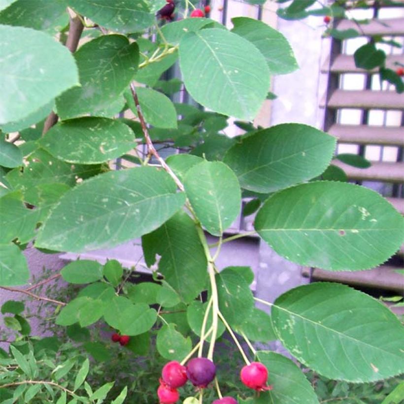 Amelanchier lamarckii - Guillomo nevado (Follaje)