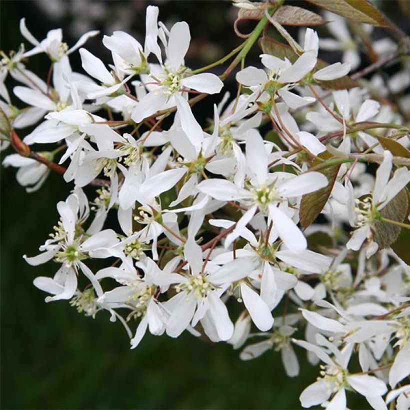 Amelanchier lamarckii - Guillomo nevado (Floración)