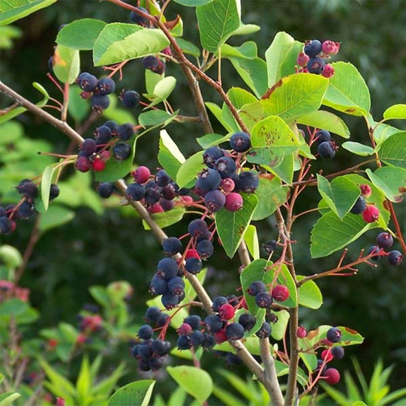 Amelanchier lamarckii - Guillomo nevado (Cosecha)