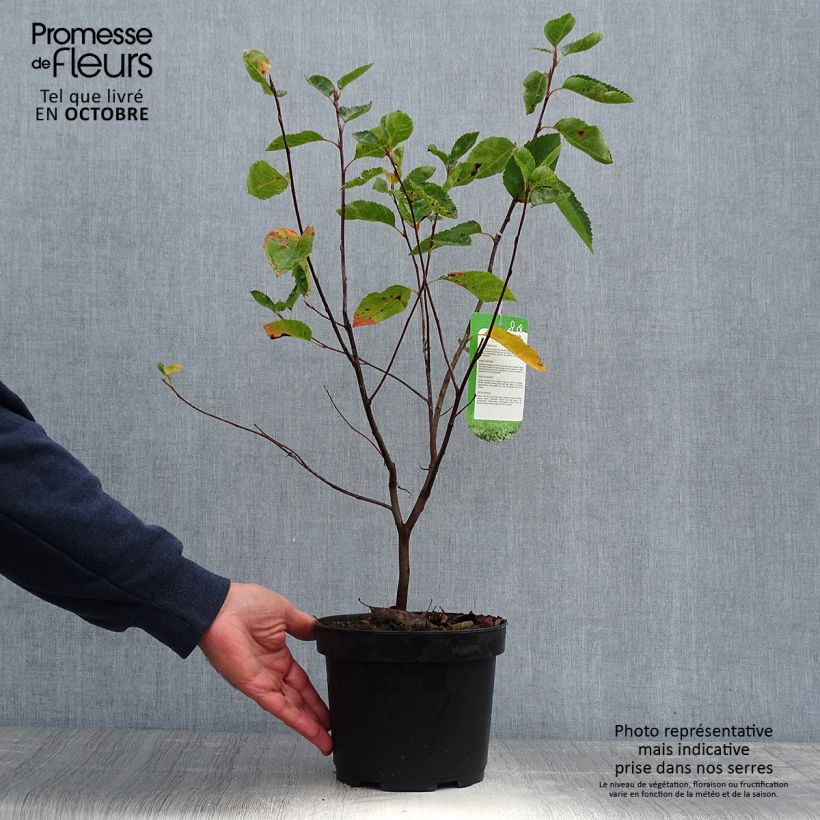 Ejemplar de Amelanchier lamarckii en pot de 3L/4L entregado en otoño