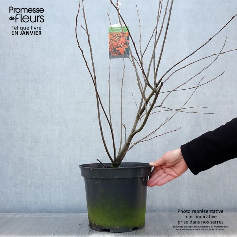 Amelanchier lamarckii en pot de 7,5L/10L Ejemplar entregado en invierno