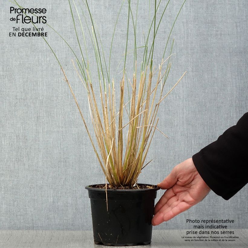 Ejemplar de Ammophila arenaria - Oyat - Roseau des sables en pot de 2L/3L entregado en otoño