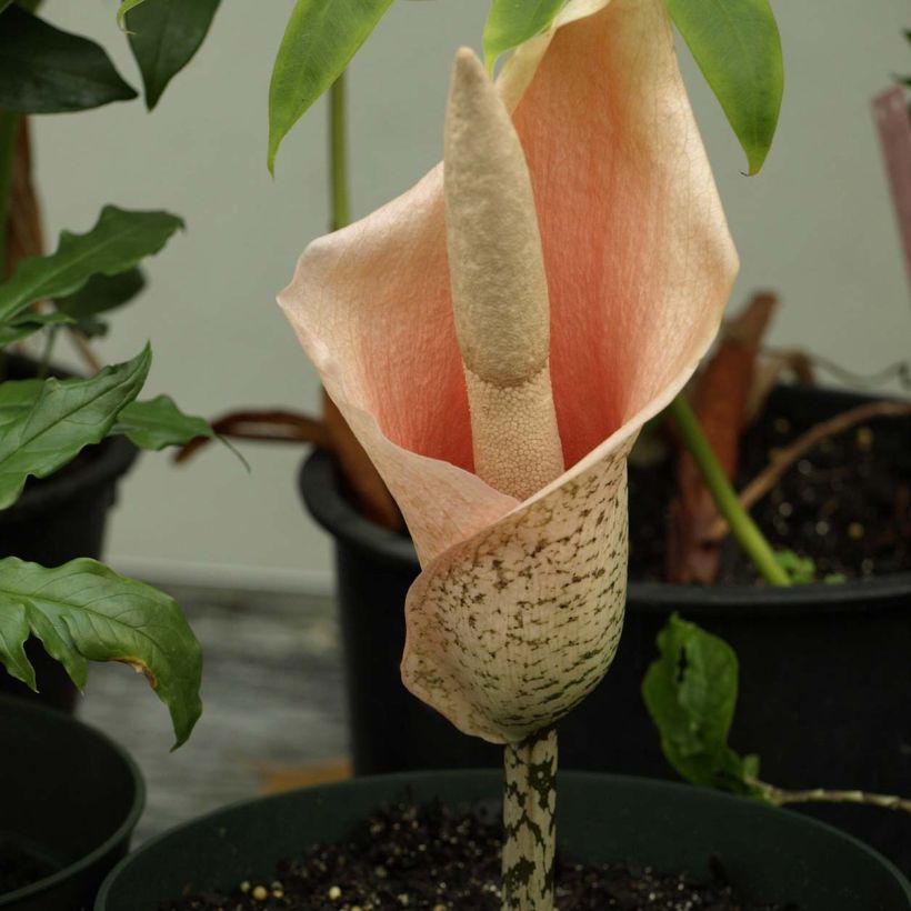 Amorphophallus bulbifer (Floración)