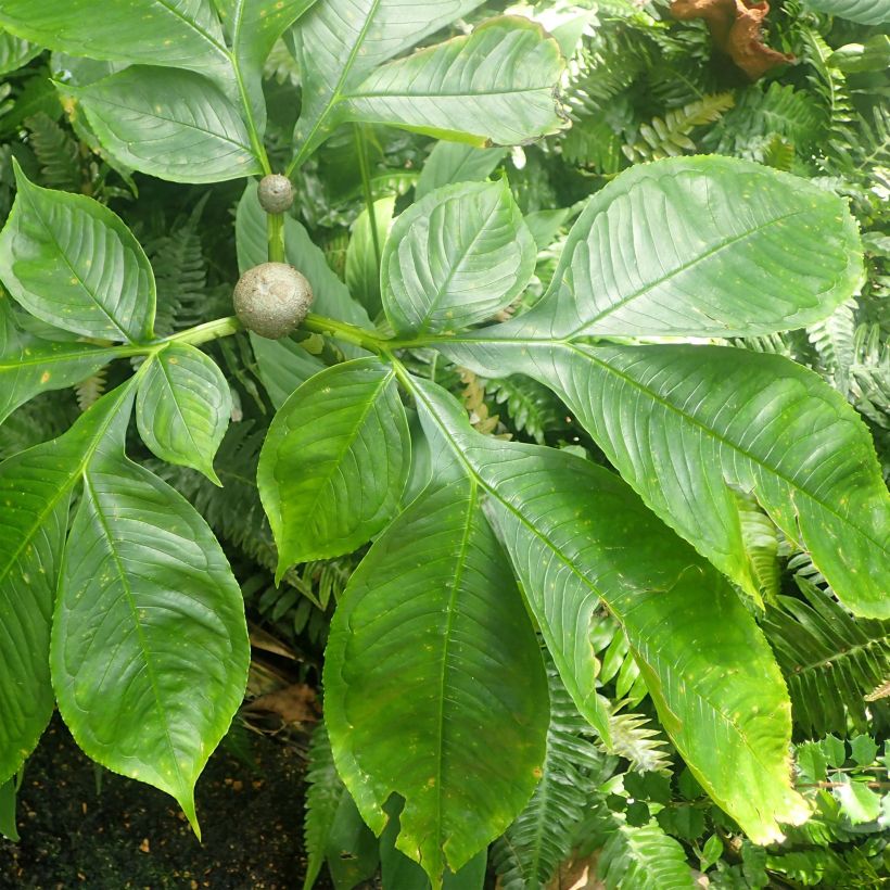 Amorphophallus bulbifer (Follaje)