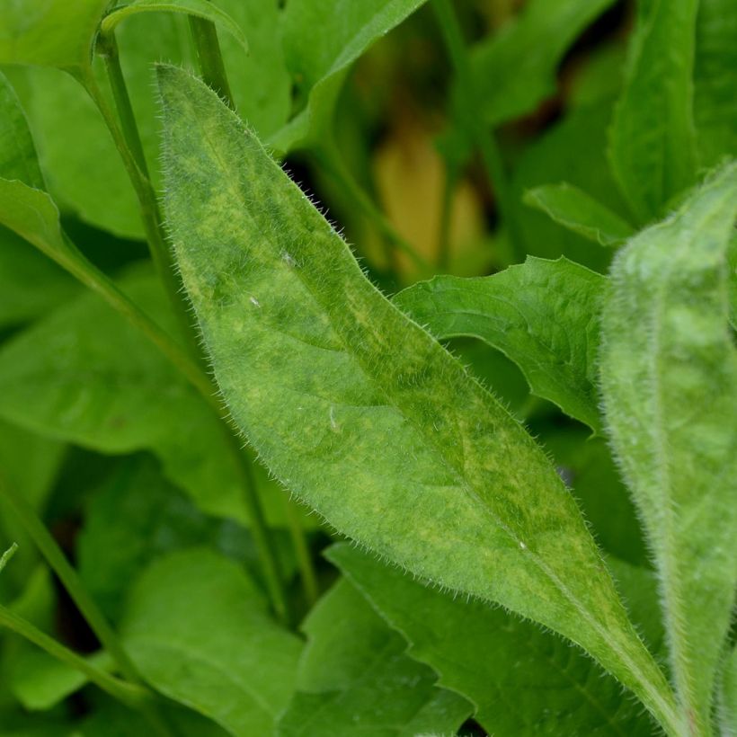 Anchusa azurea Loddon Royalist (Follaje)