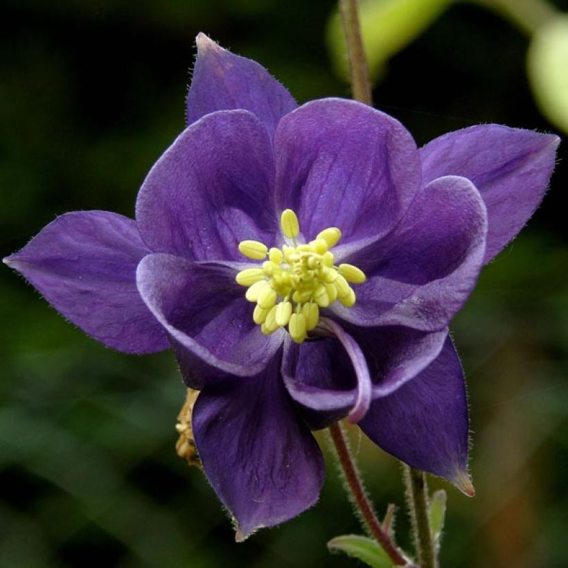 Aquilegia alpina - Aguileña (Floración)