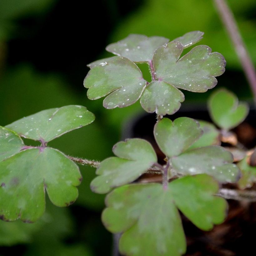 Aquilegia vulgaris William Guiness (Follaje)