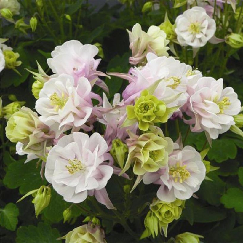 Aquilegia Winky Double Rose White (Floración)