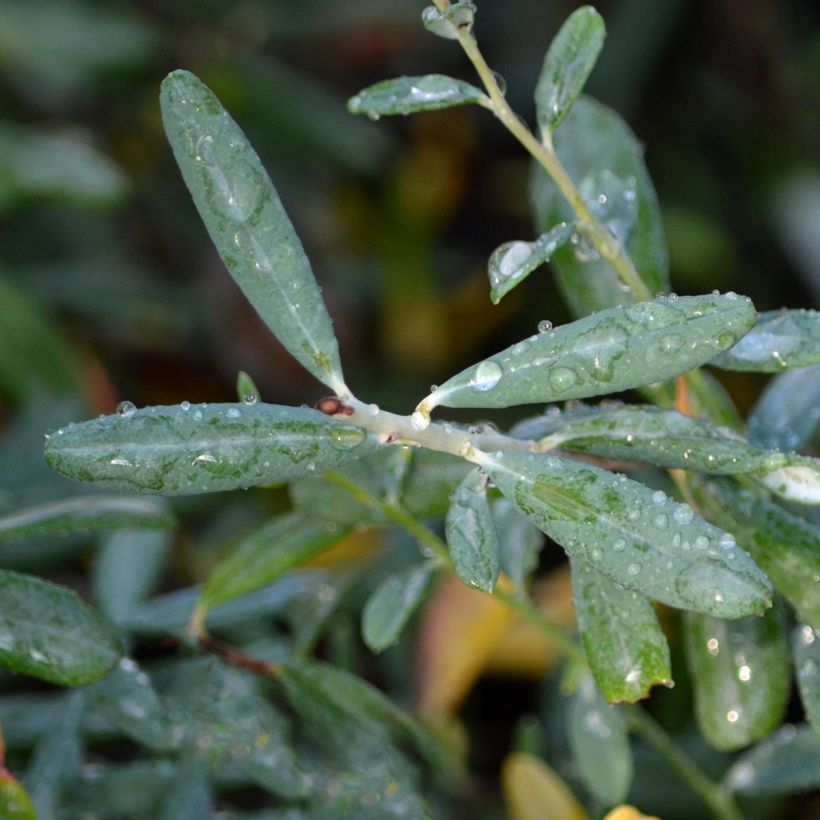 Andromeda polifolia Blue Ice - Romero de pantano (Follaje)