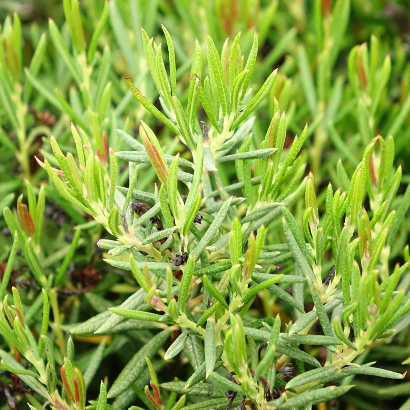 Andromeda polifolia Nikko - Romero de pantano (Follaje)