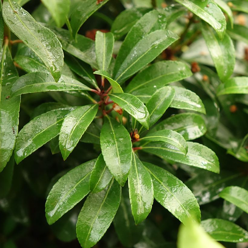 Pieris japonica Bonfire - Andrómeda (Follaje)