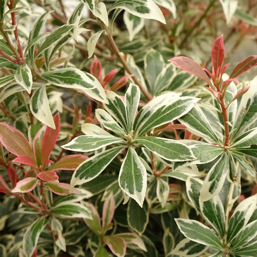 Pieris japonica Little Frosty - Andrómeda (Follaje)