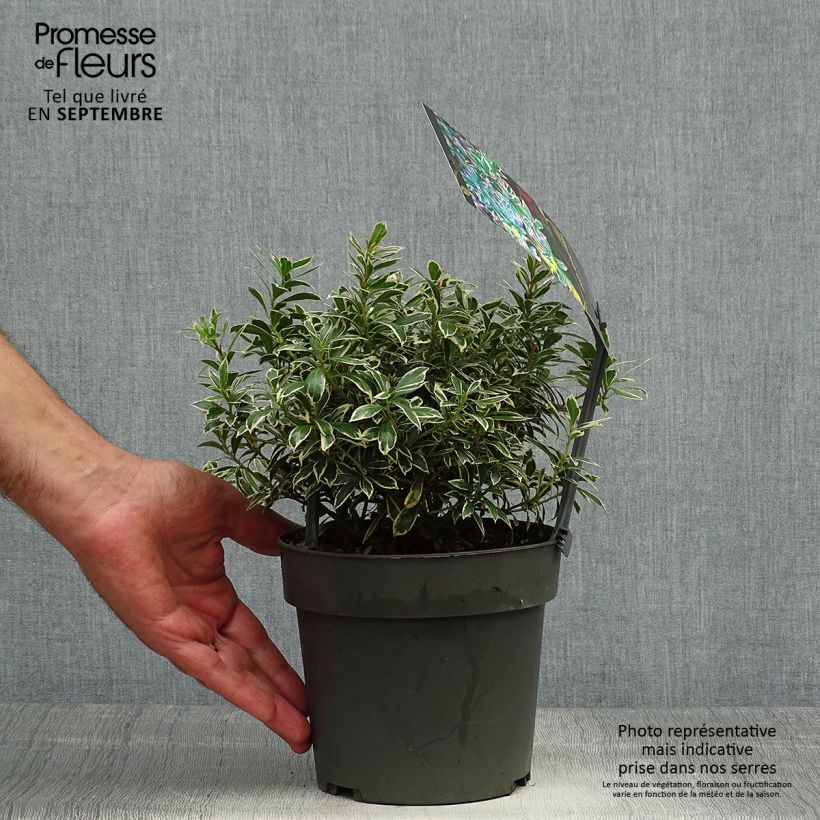 Ejemplar de Andromède du Japon - Pieris japonica Little Frosty - Pot de 2L/3L entregado en otoño