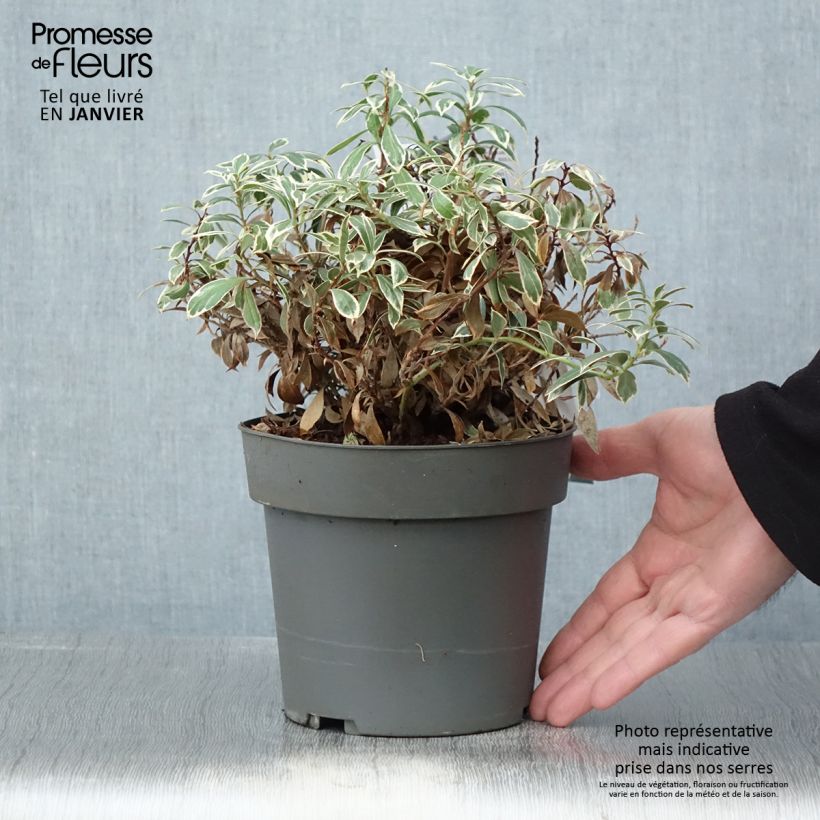 Andromède du Japon - Pieris japonica Little Frosty - Pot de 2L/3L Ejemplar entregado en invierno