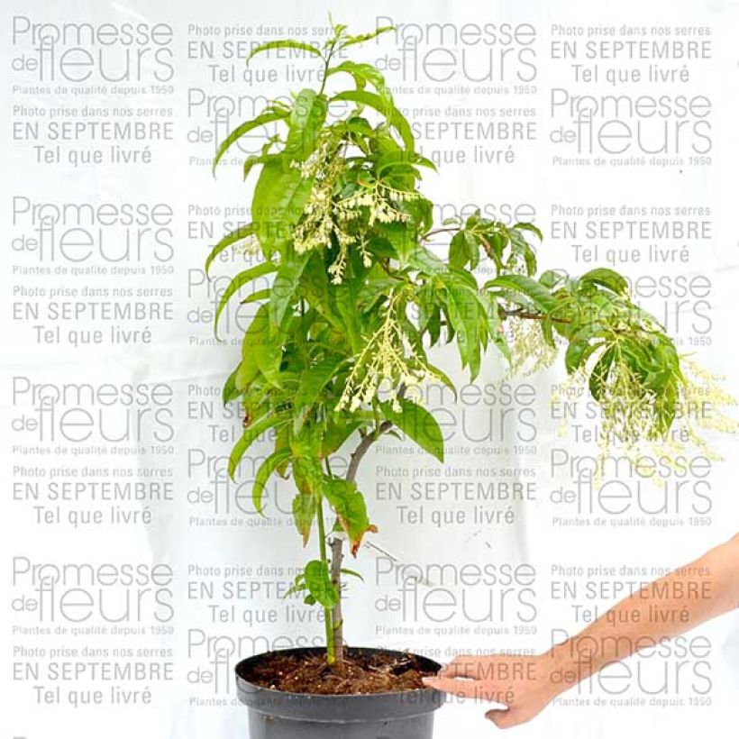 Ejemplo de ejemplar de Andromède en arbre - Oxydendron arboreum Pot de 4L/5L tal y como se entrega