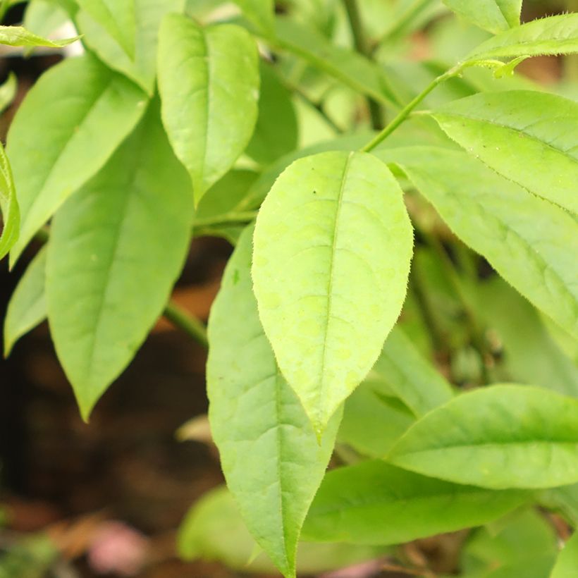 Oxydendron arboreum (Follaje)