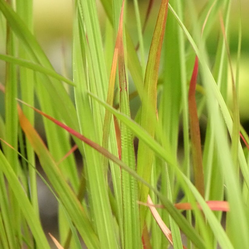 Andropogon hallii Purple Konza (Follaje)