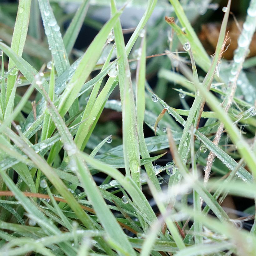 Andropogon ternarius (Follaje)