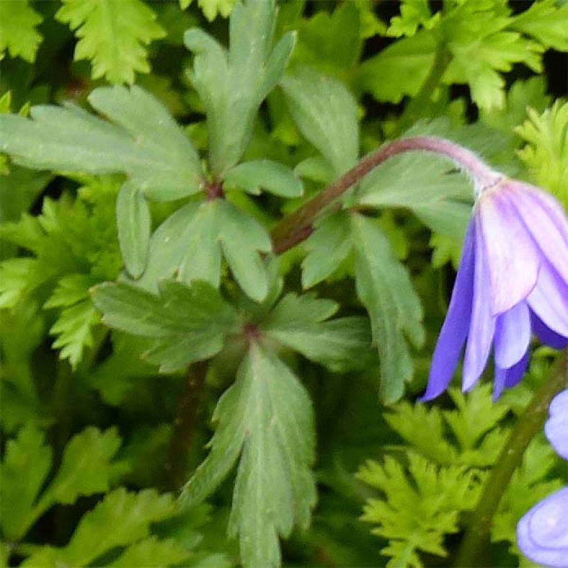 Anemone blanda Blue Shades (Follaje)