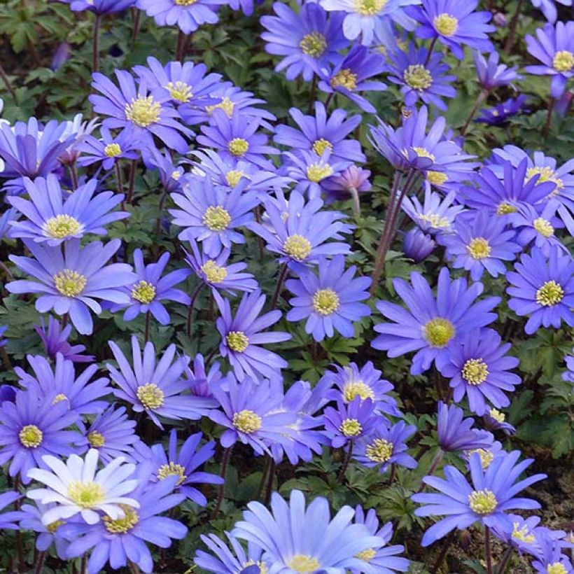 Anemone blanda Blue Shades (Floración)