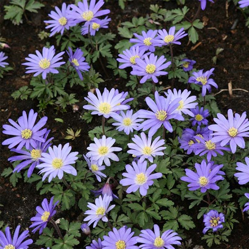 Anemone blanda Blue Shades (Porte)