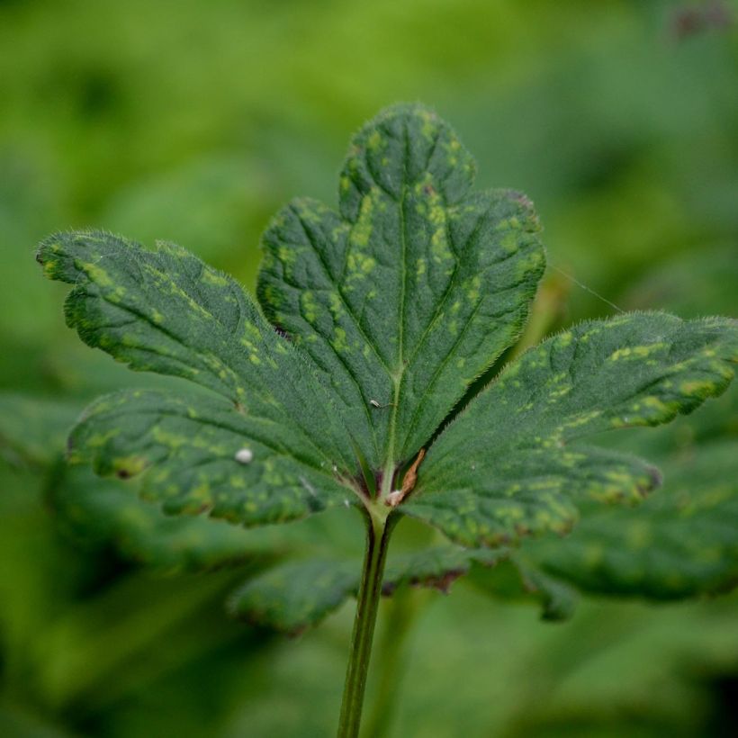 Anemone rivularis (Follaje)