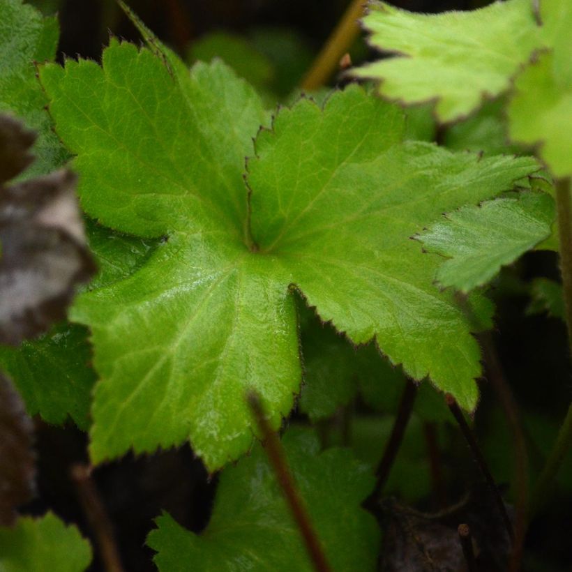 Anemone Rosenschale (Follaje)