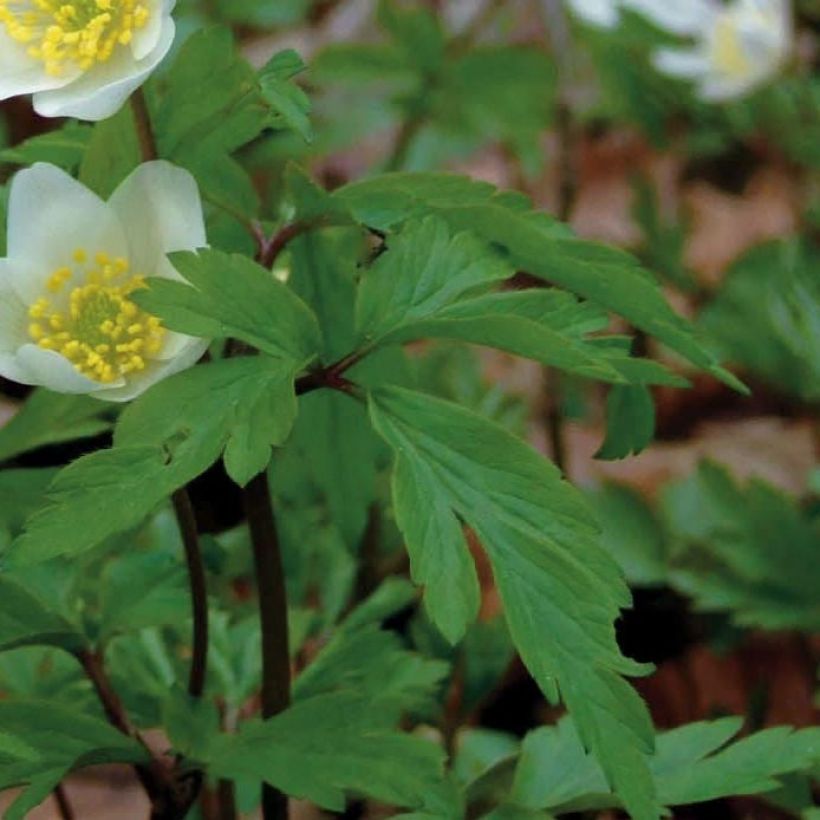 Anemone nemorosa - Anémona de bosque (Follaje)