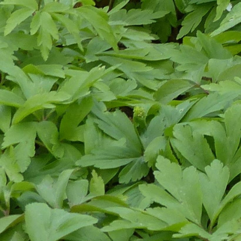 Anemone nemorosa Lychette - Anémona de bosque (Follaje)