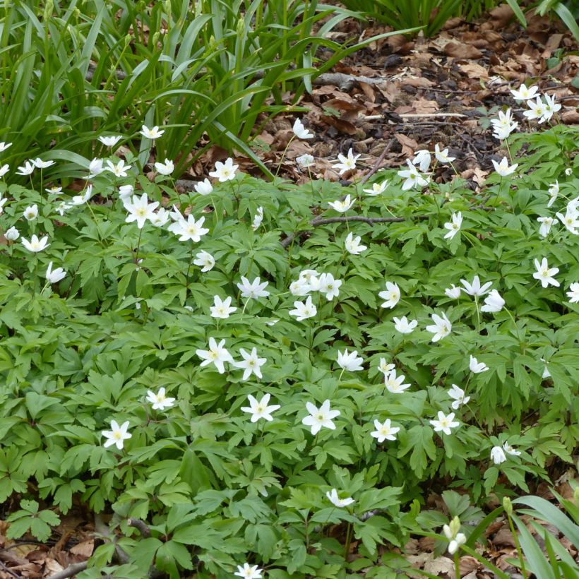 Anemone nemorosa Lychette - Anémona de bosque (Porte)