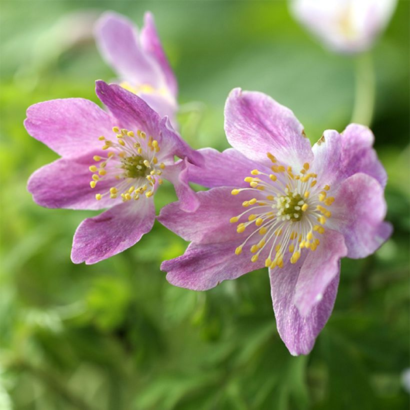 Anemone nemorosa Westwell Pink - Anémona de bosque (Floración)