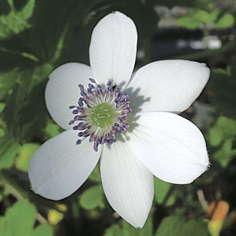 Anemone rivularis (Floración)