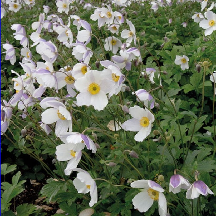 Anemone Wild Swan (Porte)