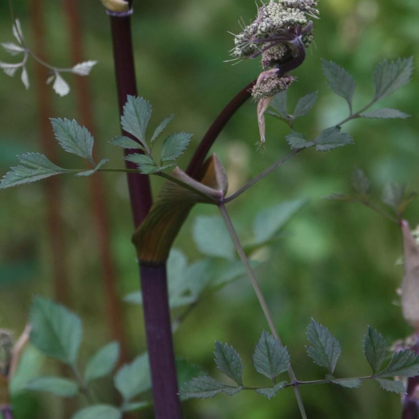 Angelica sylvestris Vicar's Mead (Follaje)