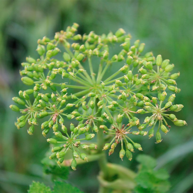 Angelica pachycarpa - Angélica de mar (Floración)